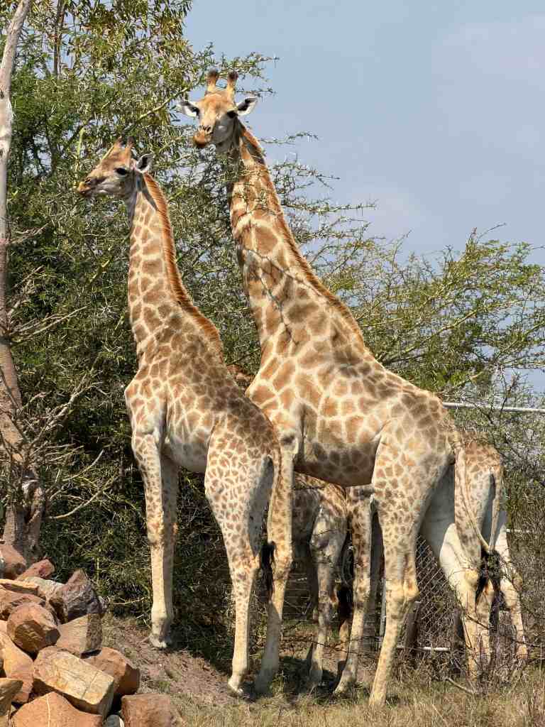 Giraffes standing in a natural savannah landscape in South Africa.